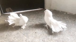 Beautiful pigeon pair breeder amrican laka