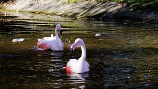 Cute birds video