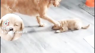 Animaux drôles nous fera rire ????????????????