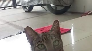 Kucing melet melet