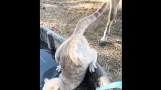 UNUSUAL MEMES COMPILATION V4 2