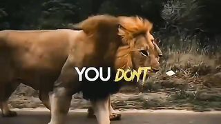Sigma rule ????????~ Lion atitude status | Motivational quotes #sigma #motivation #atitude #quotes #lion