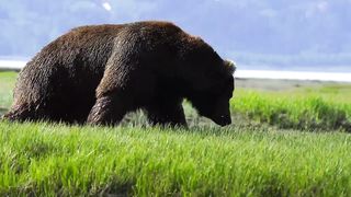 Photographer captures intense battle between 2 HUGE ferocious bears