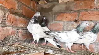 New best flying pigeons beautiful breeder pair