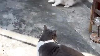 Cats are funny 2