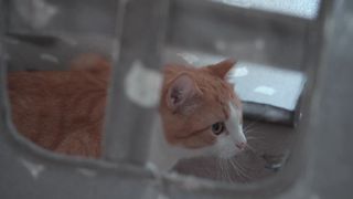 Funny Cat Video Show