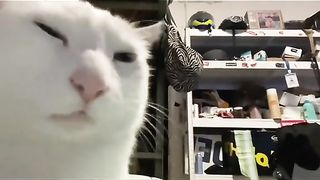 funny cats 36