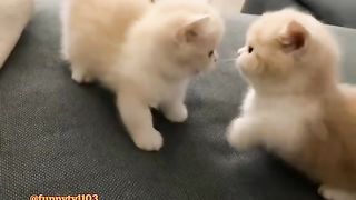 How cute is it when kittens fight