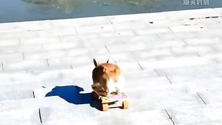 The animal’s unlucky moment, “the unlucky guy in the animal world