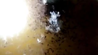 Pembenihan ikan lele tanpa KOCOR tanpa AERASI tanpa RAS, hanya TREATMENT air kolam