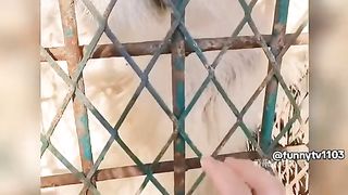 First perspective of the lion, this is so cute!