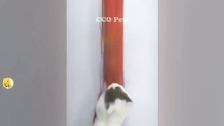 Funny Dogs, Cats and Animals Videos 2023 ????????Most Trending Animal Videos #31