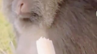That's monkey ???? funny ????