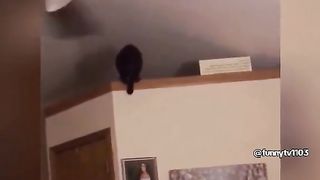 The unlucky stupid kitten, the cat killed by curiosity turns out to be Zund