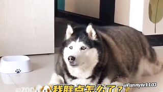 Fat dog: What’s wrong with me being fatter