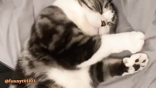 funny cat 89