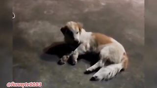 Dog: i was so scared at the time