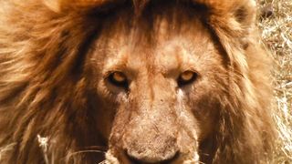 Unleashing the Roar: Mastering the Lion Attitude "