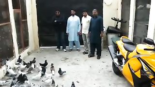 QAISAR USTAD KE KABOOTAR|JEDDAH