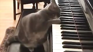 Funny video ???????????? The CaT Piano