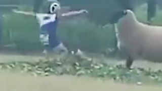 When Animals Go On A Rampage! Interesting Animal Moments CAUGHT ON CAMERA #4