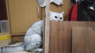 Aku Bersembunyi