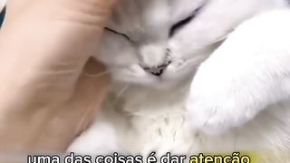 Coriosidade sobre gatinhos ????