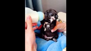 Cute Baby Animals Videos Compilation