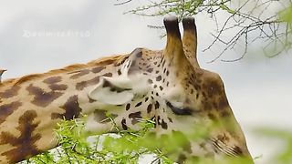 Animals Life