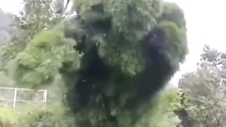 Dancing tree