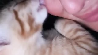 CAT REVENGE ITS OWNER