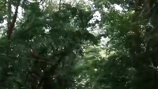 Tree lined Road