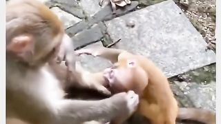 Funny Monkey Viral Video 85