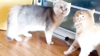 Funny Cat Viral Video 62