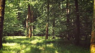 Forest 5