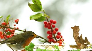 Bird in winter