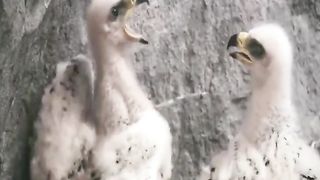 part 1#eagle#@eagle baby amazing video