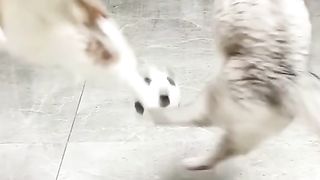 funny animals 66