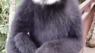 Funny Monkey Viral Video 86