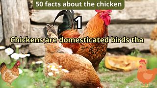 50 Facts about chicken
