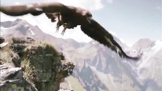 #@eagle hunting amazing video