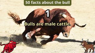 50 Facts about bull