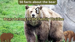 50 Facts about bear