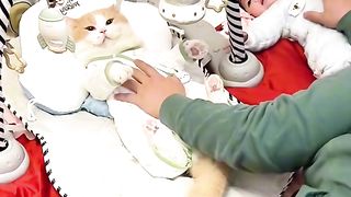 funny cat moment 10