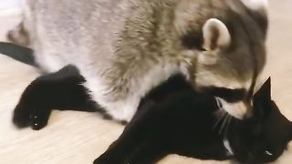 Funny Raccoons Viral video