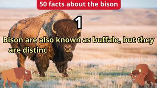50 Facts about bison