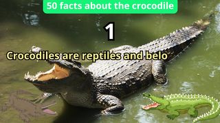 50 Facts about crocodile