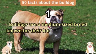 50 Facts about bulldog