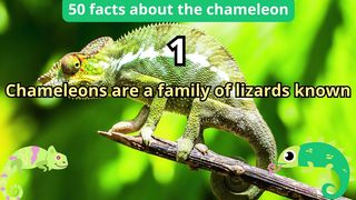50 Facts about chameleon