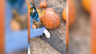 Funny Peoples Life???? - Fails, Pranks and Amazing Stunts | Taggy Talent ????